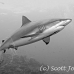 shark_greyreef_kk_h_0705_png1540_bw.jpg